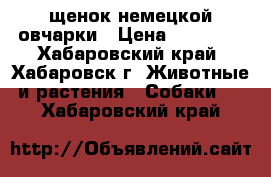 щенок немецкой овчарки › Цена ­ 35 000 - Хабаровский край, Хабаровск г. Животные и растения » Собаки   . Хабаровский край